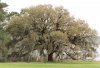 Live oak 2.JPG