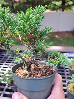 SM7twistedcuttings (3).jpg