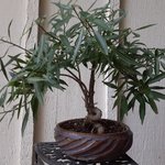 willow leaf ficus.jpg