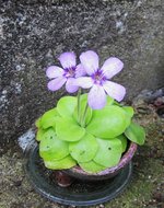 pinguicula_220830a.jpg