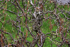 harry-lauders-walking-stick-tree-1-brian-mcaward.jpg