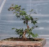 acer palmatum beni chidori 2022 08 30 (6).JPG