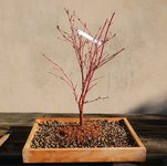 acer palmatum senkaki 2022 03 17 (5).JPG