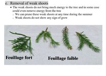 removal of weak shoots juniper.JPG