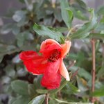 pomegranate flower.jpg