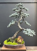 blue atlas cedar-72cm tall.jpg