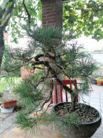 pinus.png