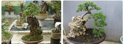 Bonsai1.png