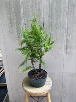 american larch #2 - A.jpg