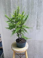 american larch #2 - B.jpg