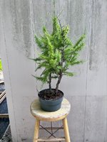 american larch #2 - D.jpg