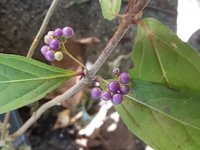 beautyberry.jpg