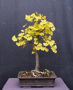 ginkgo01_221012a.jpg