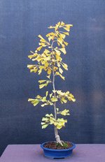 ginkgo-saratoga01_221004a.jpg