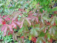 acer-gris01_221014a.jpg