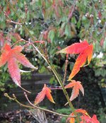 acer-eleg02_221014a.jpg