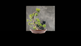 bonsai.png