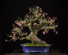 EUONYMUS-WINTER.jpg_thumb.png