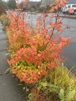 vine maple fall.jpg