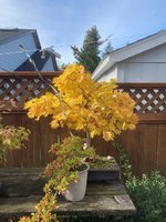 fall color full moon maple 22.jpg