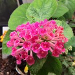 pink lantana today.jpg