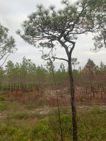 Flat top pine tree 2.jpg