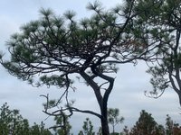 Flat top Pine tree 1.jpg