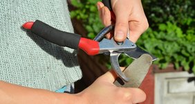 storing garden tools during winter 4_sharpening pruner blades_shutterstock_1187871001.jpg