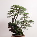 pygmy_cypress_studio.jpg