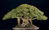 beautiful-banyan-bonsai-ficus-salicifolia.jpg