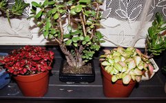 fittonia_230202a.jpg