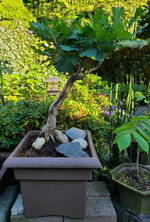 Oak-Bonsai-w-DamagedTrunk_20220730.jpg