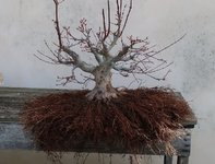 acer palmatum beni tsukasa 2023 03 16 (2).JPG