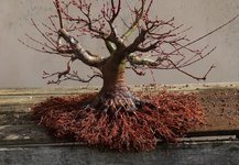 acer palmatum beni tsukasa 2023 03 16 (6).JPG