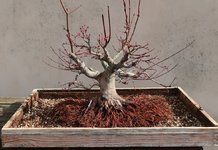 acer palmatum beni tsukasa 2023 03 16 (7).JPG