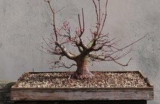 acer palmatum beni tsukasa 2023 03 16 (8).JPG