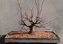 acer palmatum beni tsukasa 2023 03 16 (9).JPG