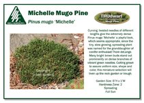 POS-Sign-Pinus-mugo-Michelle-Low-Res-1024x731.jpg