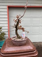 hornbeam nao pot 2023 5.jpg