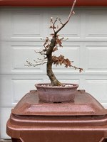 Hornbeam Nao pot 2023 1.jpg