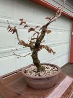 hornbeam nao pot 2023 3.jpg