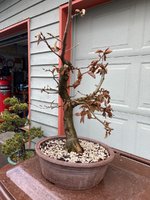 hornbeam nao pot 2023 4.jpg