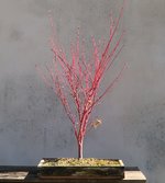 acer palmatum senkaki 2023 04 04 (1).JPG