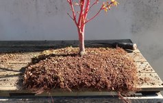 acer palmatum senkaki 2023 04 04 (2).JPG