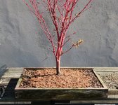 acer palmatum senkaki 2023 04 04 (11).JPG