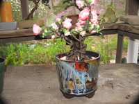 IMG_7454.JPG