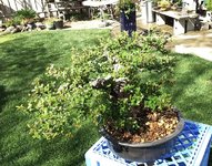 cotoneaster 2023.jpg