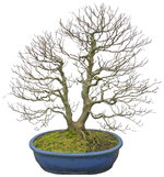 L062a_fagus_sylvatica_1102_bonsai.jpg