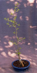 ginkgo-saratoga01_230422a.jpg