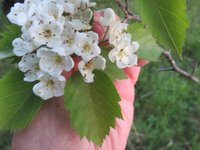 Hawthorn flowers.jpg